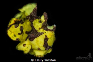 This frogfish was in the process of hopping from one spon... by Emily Weston 